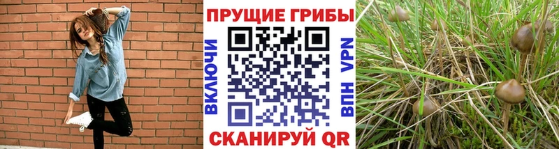 Галлюциногенные грибы Psilocybe  Купить  Лиски 
